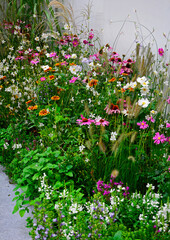 łąka kwietna, flower meadow, kolorowe kwiaty, rudbekie, jeżówki, trawy, zawilce japońskie...