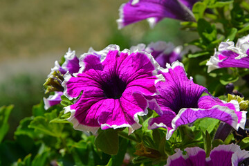 biało-różowe kwiaty petunii, rózowe kwiaty petuni z białą obwódką, Petunia ×hybrida, pink petunia flowers with a white border, dark pink petunias with a white border around the edge of the petals,   © kateej