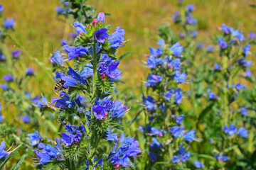 niebieskie kwiaty na łące, dziki kwiat Żmijowiec zwyczajny (Echium vulgare)