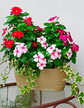 Katarantus r&oacute;żowy, barwinek r&oacute;żowy (Catharanthus roseus) w doniczy z bluszczem pospolitym bialo-zielonym (hedera)	