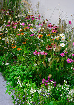łąka kwietna, flower meadow, kolorowe kwiaty, rudbekie, jeż&oacute;wki, trawy, zawilce japońskie (echinacea purpurea, anemone scabiosa, gaura lindheimeri, stipa tenuissima)