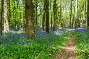 A sunlit woodland path through the bluebell meadows in the English countryside