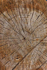 Fototapeta premium Close-up view of a aged tree stump rings.