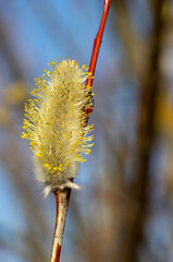 A branch with flowering willows in the spring