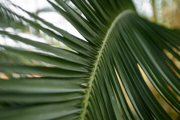 Texture of green palm leaf. Abstract background of tropical palm leaves. Tropical greenhouse in...