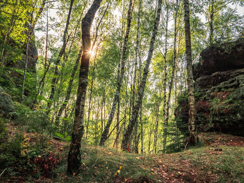 Lampertstein in der S&auml;chsischen Schweiz - Birkenwald und Sonne am Lampertshorn