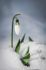Snowdrop flowers (Galanthus nivalis) growing out of the snow with a place for the inscription. Spring banner