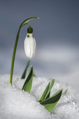 Snowdrop flowers (Galanthus nivalis) growing out of the snow with a place for the inscription. Spring banner