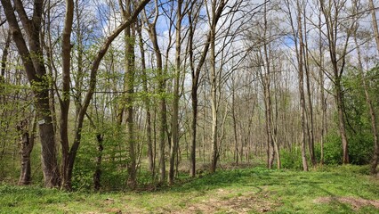 Obraz premium Oberwald Karlsruhe