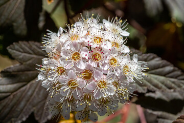 Flower of a blooming viburnum tinus