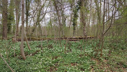 Oberwald Karlsruhe