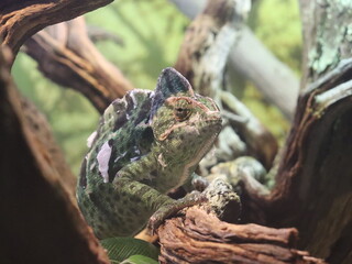 Big green lizard and chameleon could easily camouflage to match surrounding environment of the...