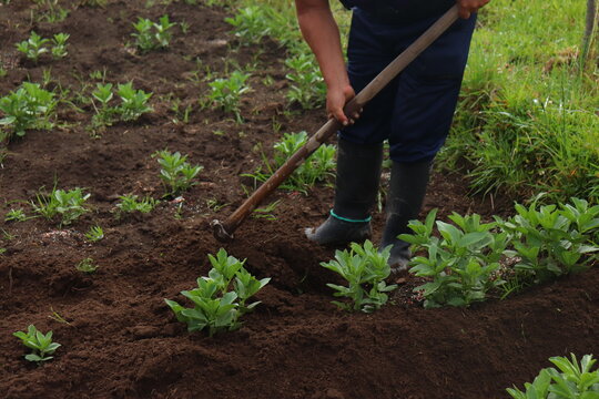 Agricultor arando la huerta de habas ademas estasacando las malas hierbas 