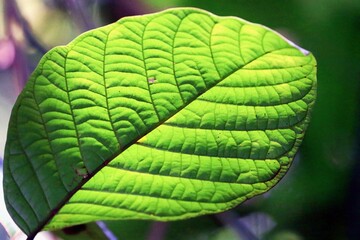 Nahaufnahme von grünen Blättern