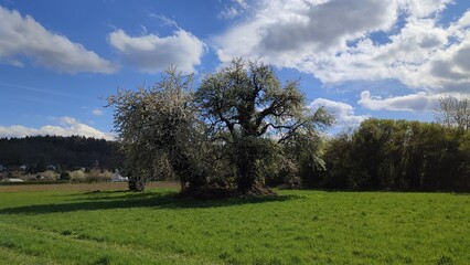 Durlach Aue Felder im Frühling blühende Bäume