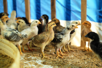 A group of chicks on a farm. Chicken farming is a farmer's business.