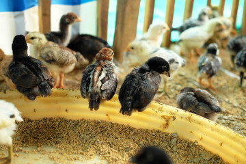 A group of chicks on a farm. Chicken farming is a farmer's business.