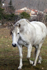 Yegua de caballo blanca en el prado acercándose a la cámara