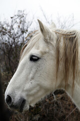 retrato de caballo blanco de perfil en la naturaleza