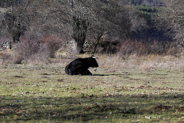 Toro negro tumbado en la dehesa