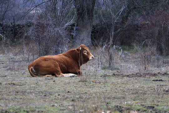 Toro semental rojo tumbado en el prado