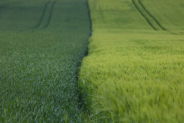 champ de c&eacute;r&eacute;ales au printemps