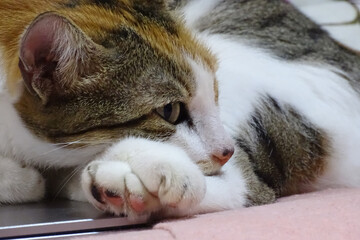 The peaceful sleep of the peaceful cat