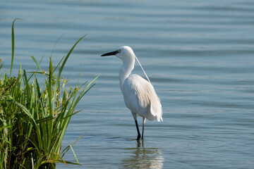 Little egret bird (Egretta garzetta) standing in a blue lake.