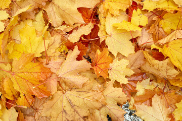 Autumn seasonal background with yellow maple leaves with rain drops.