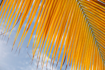 Palm leaf closeup, Dominican Republic, sunny beach, palm trees, on the coast