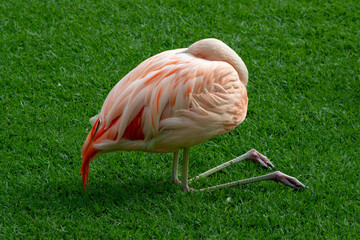 A flamingo bird resting in green grass. Sleeping Chilean flamingo (Phoenicopterus chilensis)