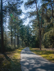 path in the woods