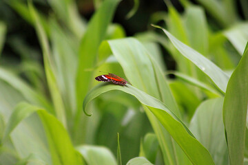 Pictures of butterflies on plants foliage and fruits.