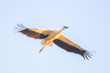 A flight of a beautiful stork in the sunset sky background in the evening.