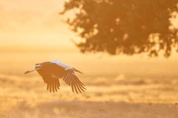 A flight of a beautiful stork in the sunset sky background in the evening.