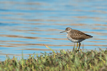 Wood sandpiper bird (Tringa glareola) standing in the grass on the shore of a blue lake.