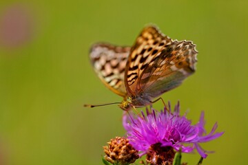 butterfly on flower