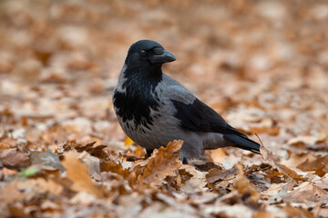 Hooded crow or grey crow (Corvus cornix) bird standing on a fallen autumn leaves covered ground.