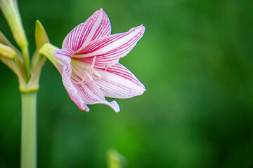 Amaryllis is a white-pink flower in nature, large, beautiful flowers.