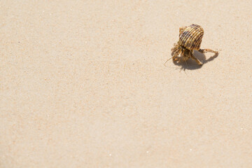 Closeup Hermit Crab walking on fine white clean sand in a tropical beach at exotic island.