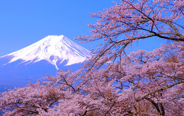 Cherry blossoms and Mt.Fuji from Fujimi Kotoku Park in Fujiyoshida City Yamanashi Japan 04/10/2022