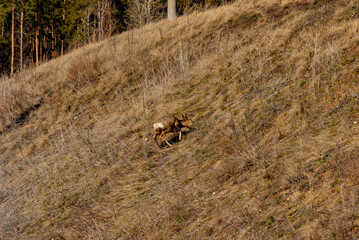 A roe deer runs on the edge of the forest!