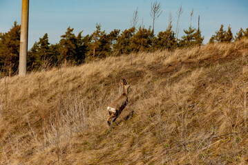 A roe deer runs on the edge of the forest!