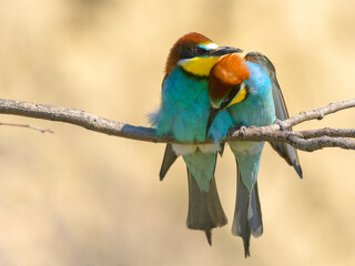 Two bee eaters loving each other