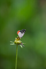ID: TALICADA NYSEUS
LOCATION: ERNAKULAM, KERALA, INDIA
DATE: APRIL 2022