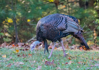 Single Wild Turkey Hunts for Food