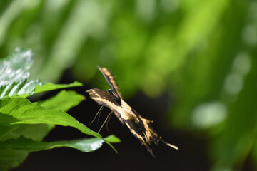 Yellow and Black Swallowtail Butterfly in a Garden