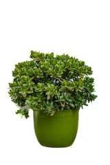 Crassula ovata, commonly called jade tree, is a succulent plant native to Mozambique and some of the South African provinces, isolated on a white background.