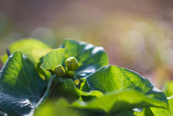 Marsh marigold, kingcup, caltha palustris bud blossom flower with blured background. Spring time
