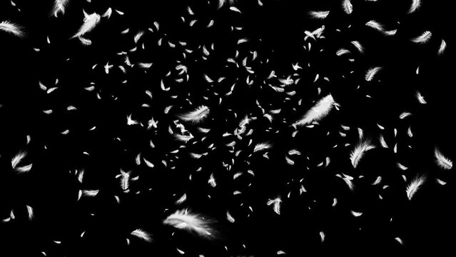4K Loop Beautiful white feathers filling explode in the air and then slowly falling down. Nice for business, corporate, commercial, entertainment, event, art fantasy, bird, wedding, spirit, love,